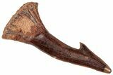 Fossil Sawfish (Onchopristis) Rostral Barb - Morocco #322840-1